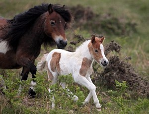 Dartmoor Ponies Enter Foaling Season Dartmoor Ponies Enter Foaling Season