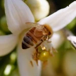 Beekeepers Prepare For Spring Pollination