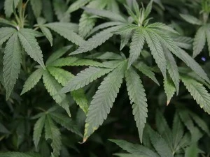 potplants