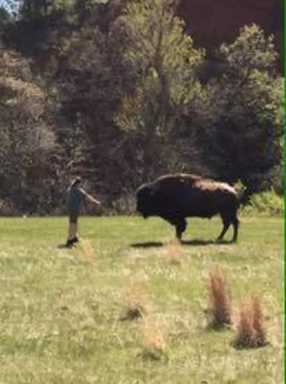 Bison Gores Woman at South Dakota State Park; Park Warns Against Petting Animals