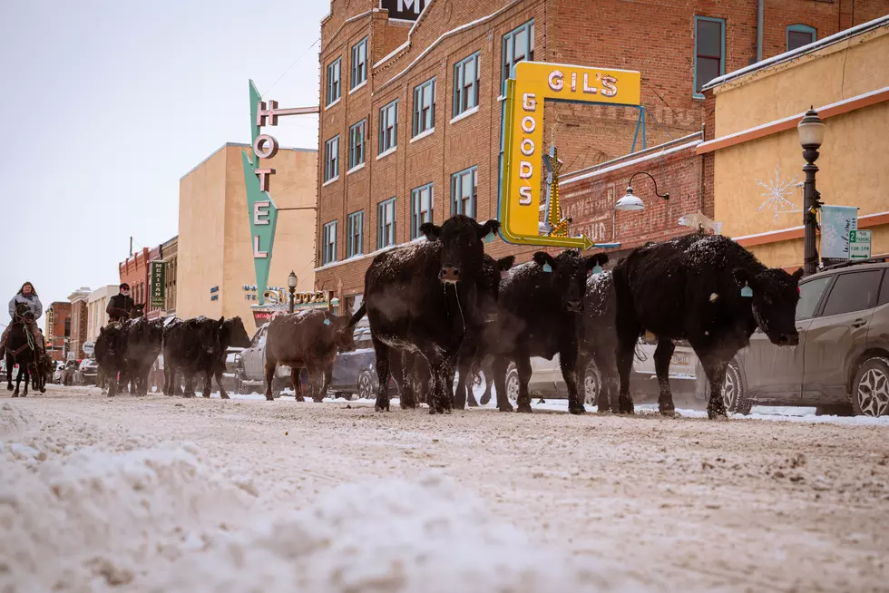 The Cowboy Spirit Lives On: Cattle Drive Downtown Livingston