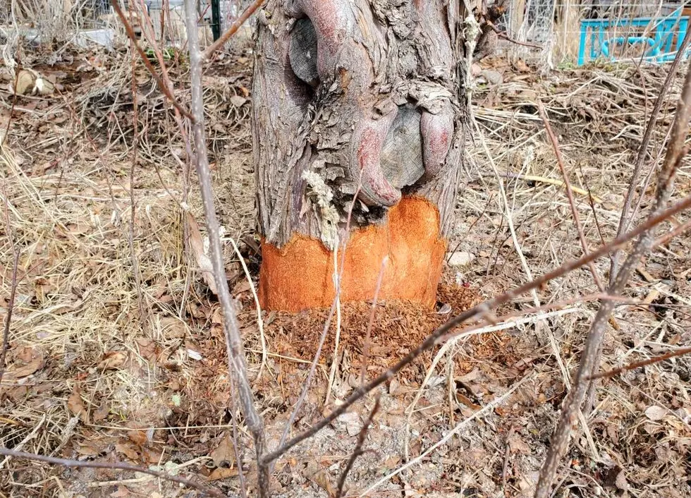 This Montana Rodent Has Sadly Destroyed Hundreds Of Trees This Winter